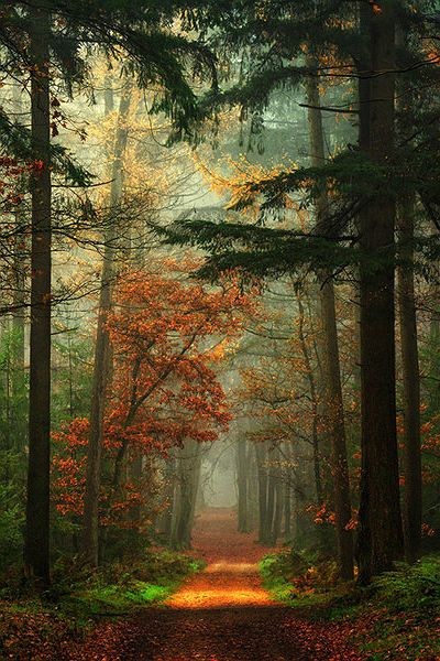 Autumn woods, the Netherlands  (by Lars van de Goo...