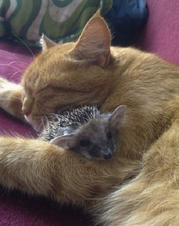 This cat adopted some baby hedgehogs, if you're ha...