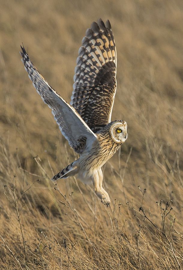 Short Eared Owl | By Dan Newcomb Photography