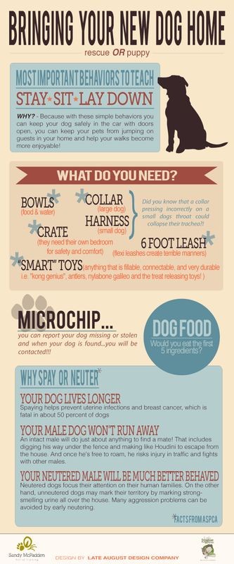 Dogs | Tipsögraphic | More dogs tips at http:...