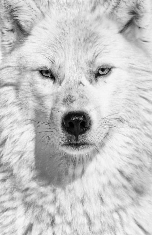 Arctic Wolf~  Greetings, human. Welcome to the Arc...