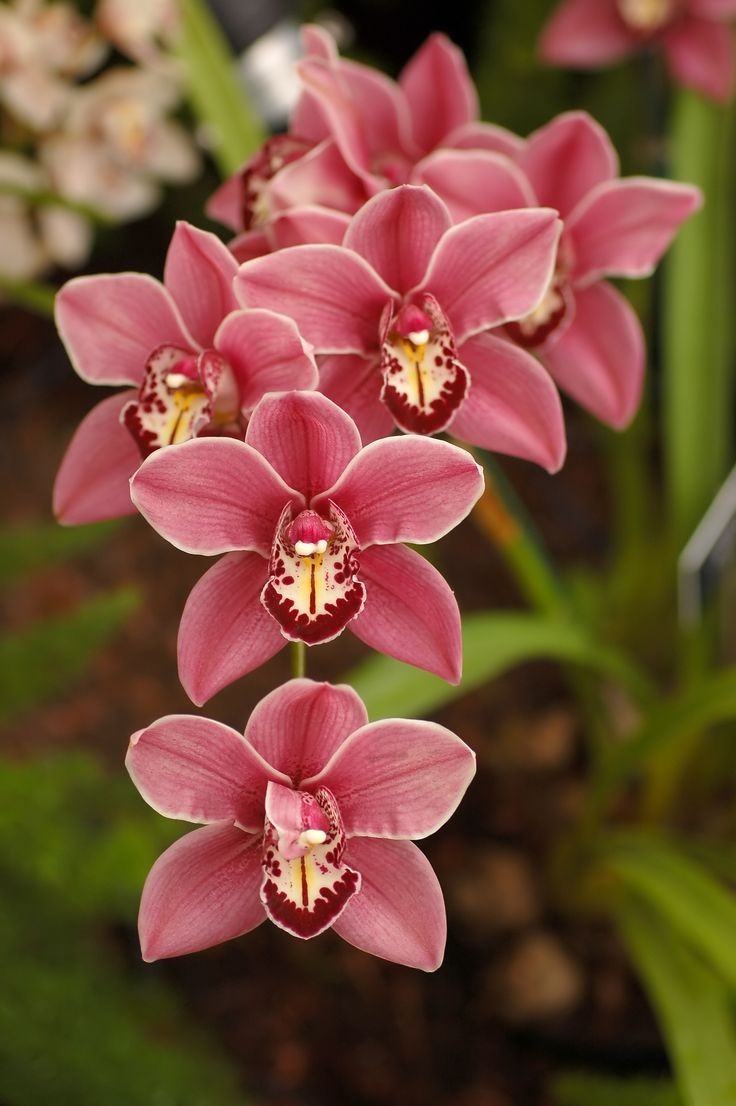 I have these exact orchids in a pot in my yard. th...