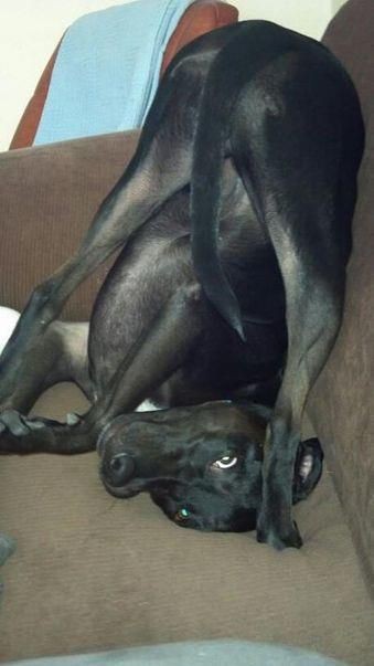 Dogs Caught In Awkward Places...Somersault  I bet...