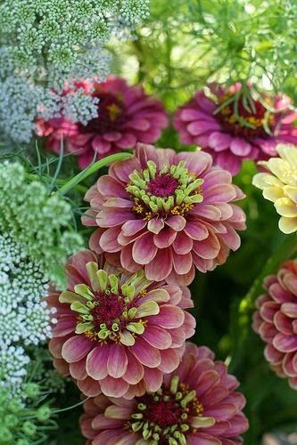 Zinnia Queen Red Lime by Erin Benzakein / Floret F...
