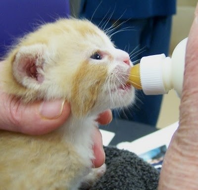 tips on bottle feeding kittens