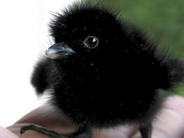 They say this is a baby crow.  Its not, its a baby...