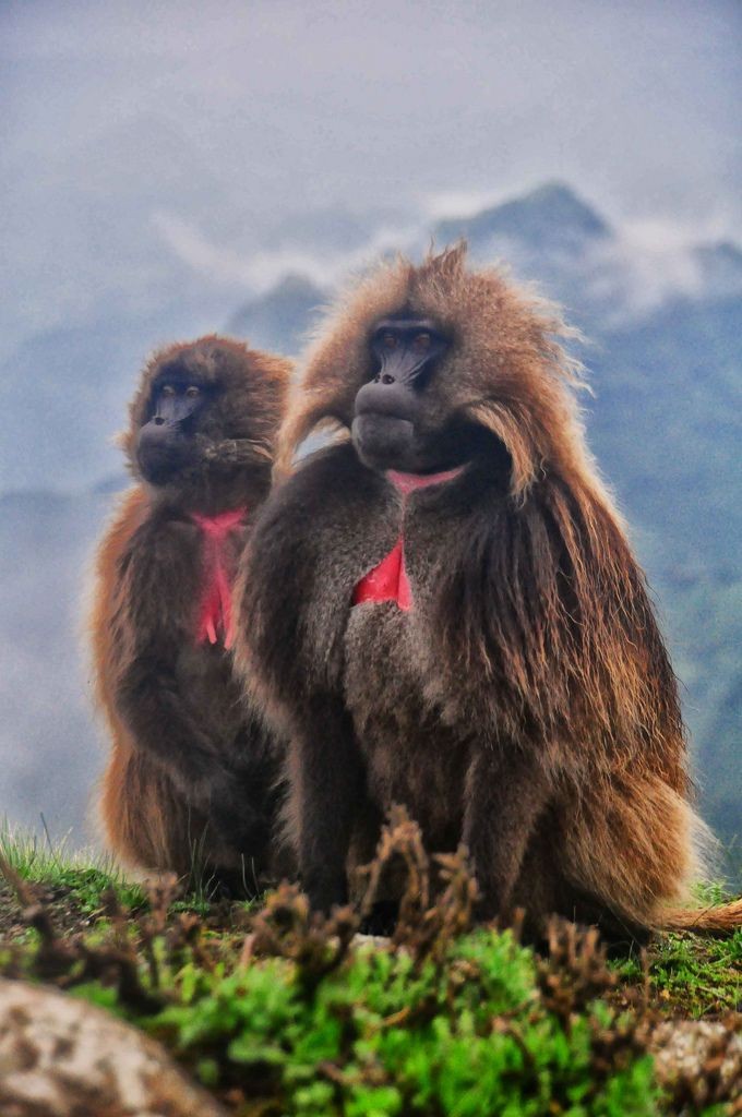Found only in Ethiopia, Gelada Baboons are the las...