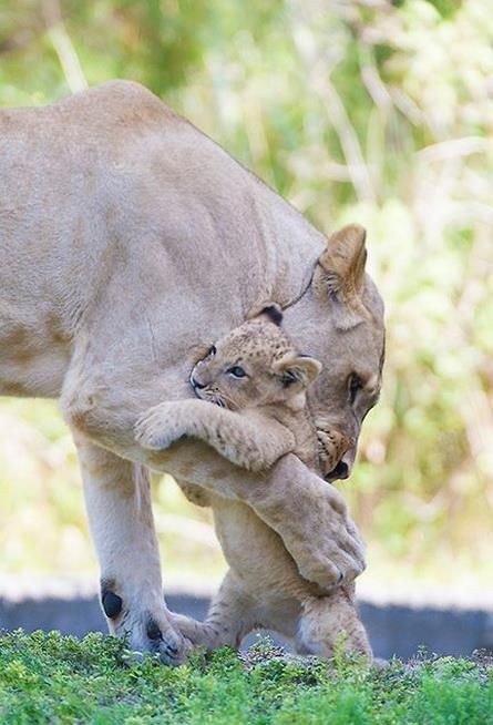 Mother's love.. Oh mum I was so scared but don't t...