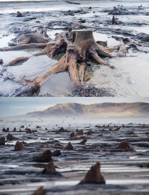 These 5,000-year-old trees have emerged on a beach...