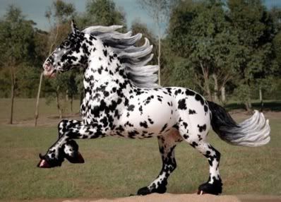 Noriker stallion