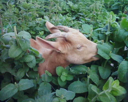 10 Things NOBODY Tells You About Goats UNTIL IT'S...