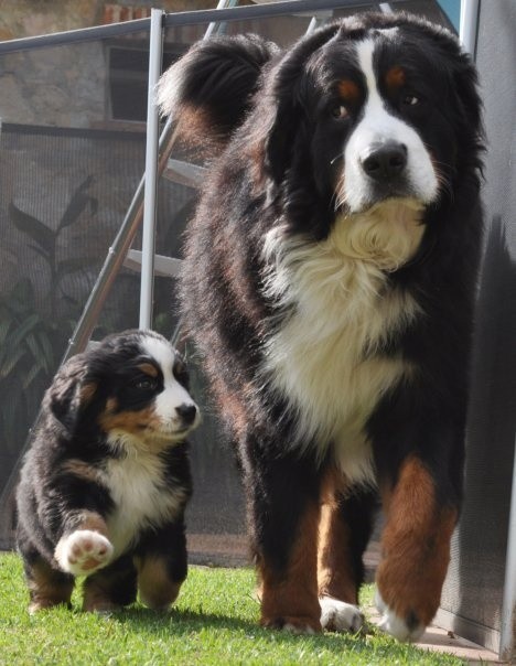 I want a bernese mountain dog...now!