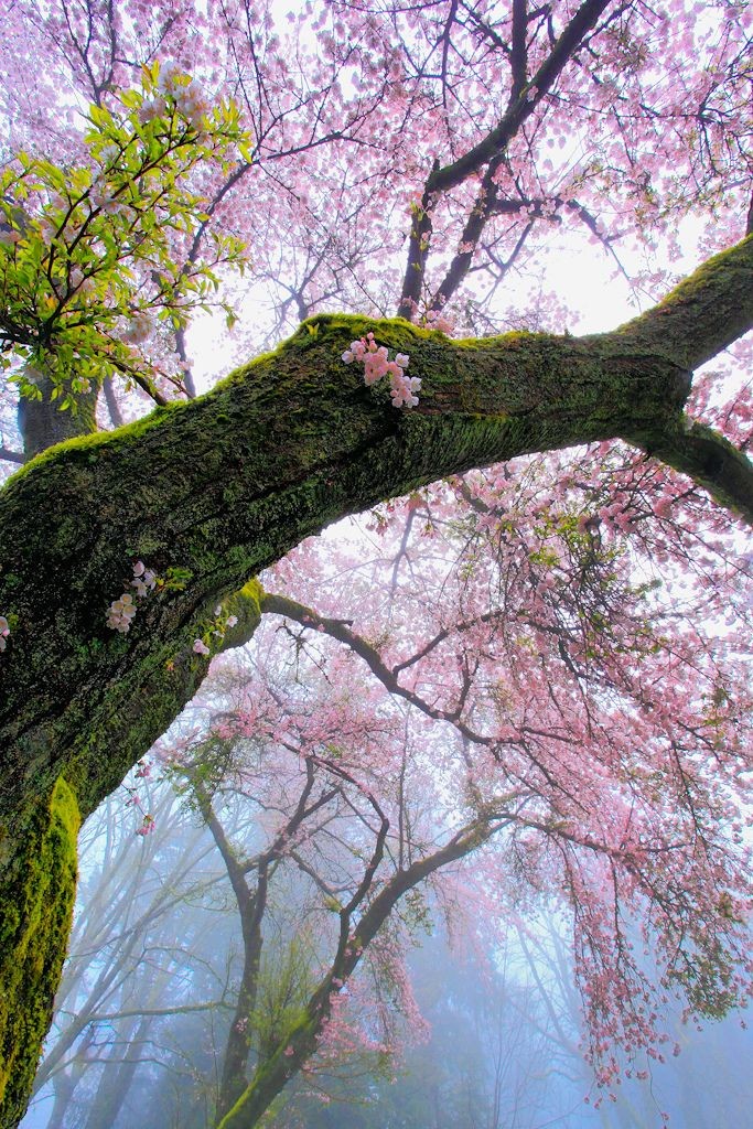 Mossy Cherry tree blossoming in Spring ...