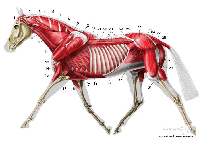 Equine veterinary illustration of deep musculature