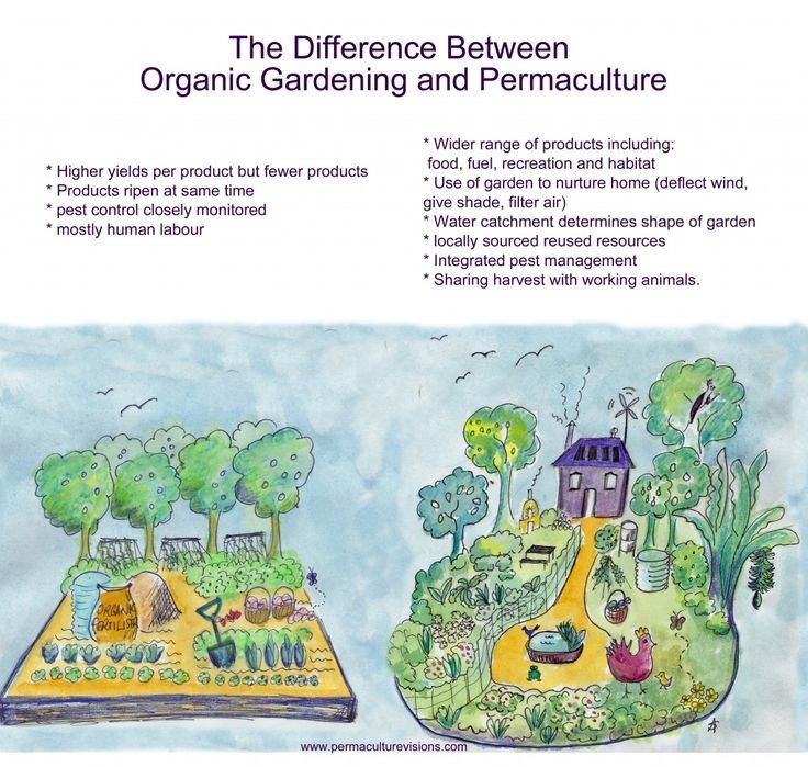 Difference between organic and permaculture garden...