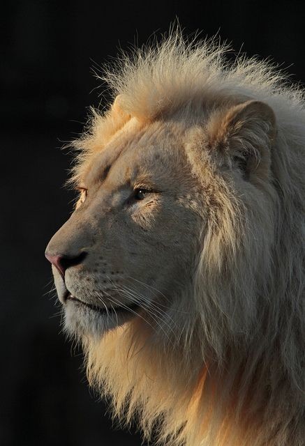 White Lion - stunningly beautiful.