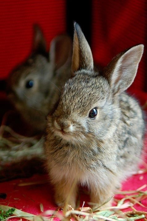 Cute rabbits cute animals fluffy fur ears bunnies...