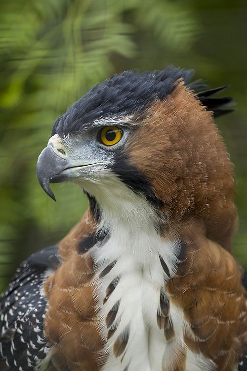 Ornate Hawk Eagle  (by San Diego Zoo Global)
