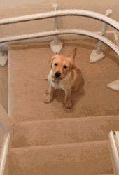 Funny dog gifs ...For more humor gifs visit www.be...