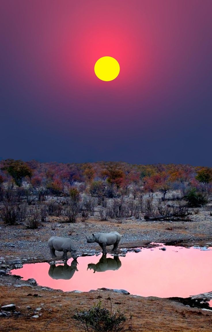 Sunset with Rhinos - Etosha National Park, Namibia...
