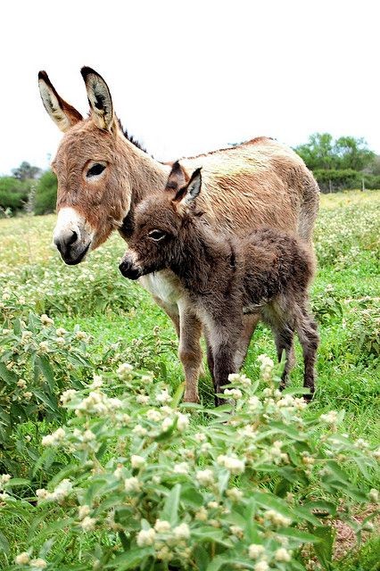 Miniature Donkeys - To Qualify as "Miniature" They...