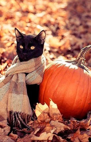 Autumn..  I wish my kitty would hold still with a...
