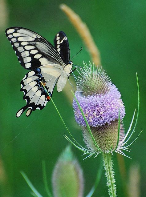 Swallowtail butterflies are large, colorful butter...
