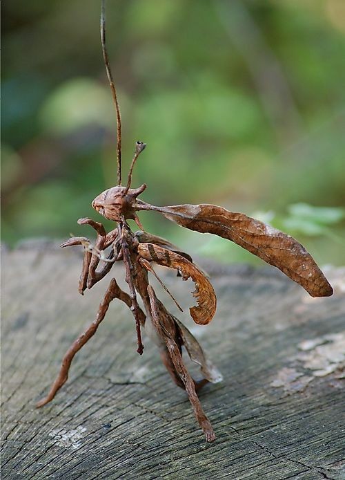 Stick mantid - makes you think, what other creatur...