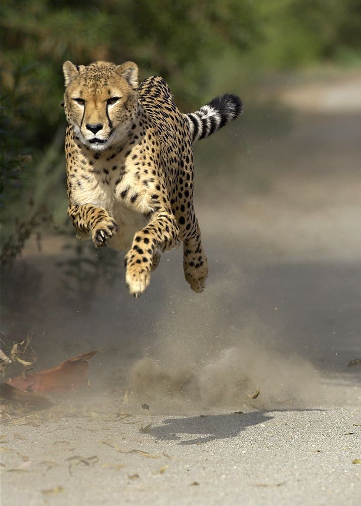 Cheetah in motion.  great moment in his running