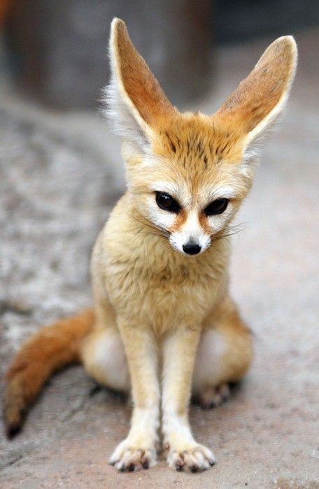 Fennec Fox   because I had one, so sweet and soooo...