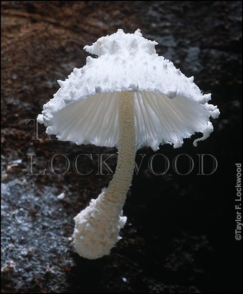 Leucocoprinus cretaceus - fanciful mushroom. What...