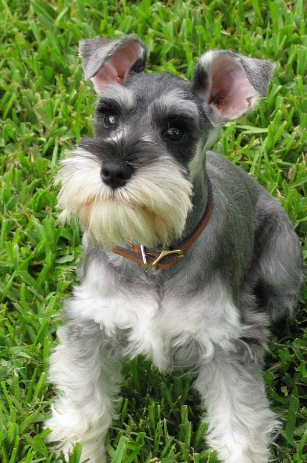 The Miniature Schnauzer is a friendly, loyal and p...
