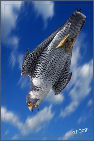 Fastest animal on the planet! A Peregrine Falcon i...