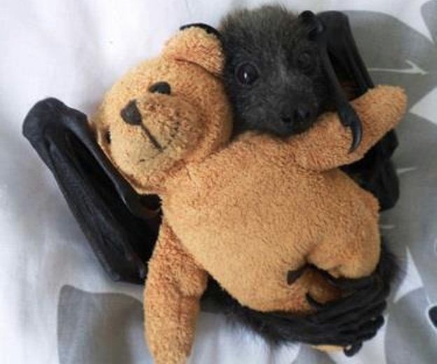 BATS: THEY JUST WANT TO BE LOVED. | Community Post...