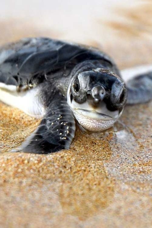 If you live in a beachfront home, help sea turtles...