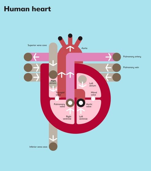 The Human Heart – Peter Grundy – Illus...
