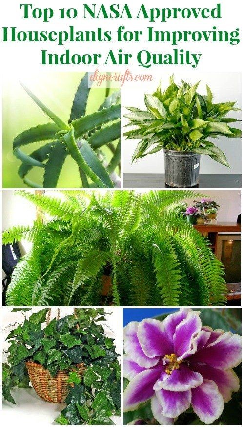 Top 10 NASA Approved Houseplants for Improving Ind...