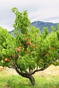 How to Grow Peaches.  Useful tips on pruning, etc....