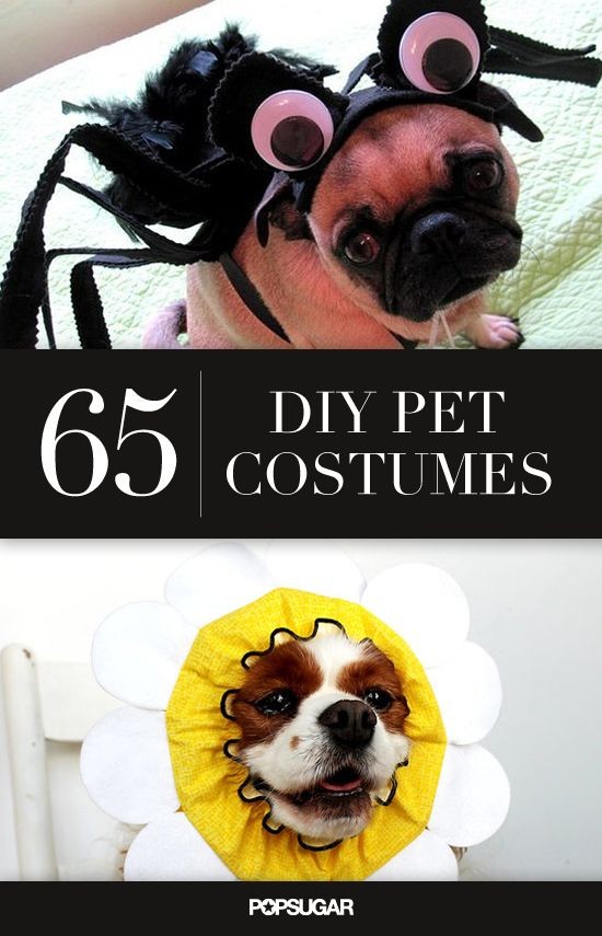 The ultimate DIY pet costumes list! #doggiedash #h...