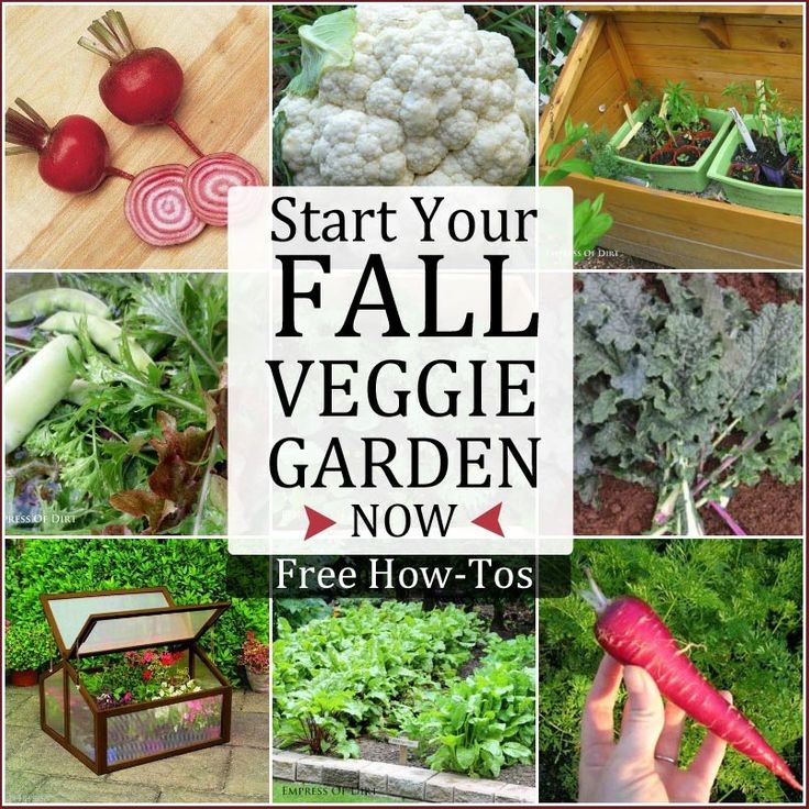 Start Your Fall Veggie Garden NOW - Free how-tos t...