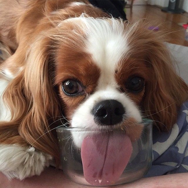 10 Reasons Why You Should Never Own Cavalier King...