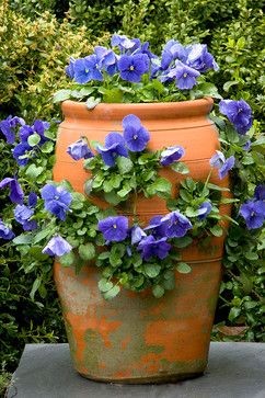 Strawberry Pot | Pansies | Container planting | Sp...