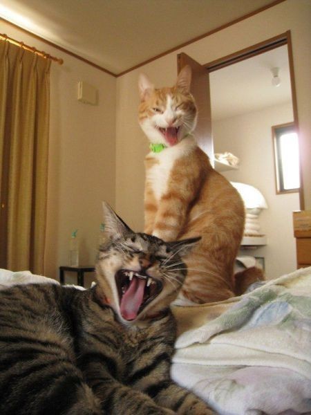 Synchronized cat yawning, new Olympic sport.  Lol....