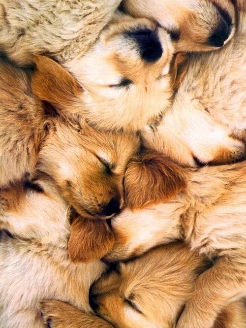 A pile of puppies :)