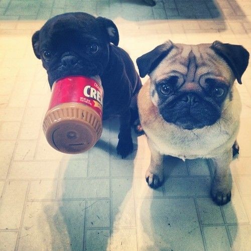 You got your pug in my peanut butter! Which is fin...