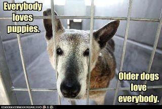 Adopt an older dog--click to read Top 10 reasons t...