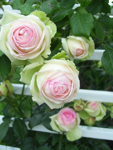 Eden Rose. If you have room for a climbing rose, t...