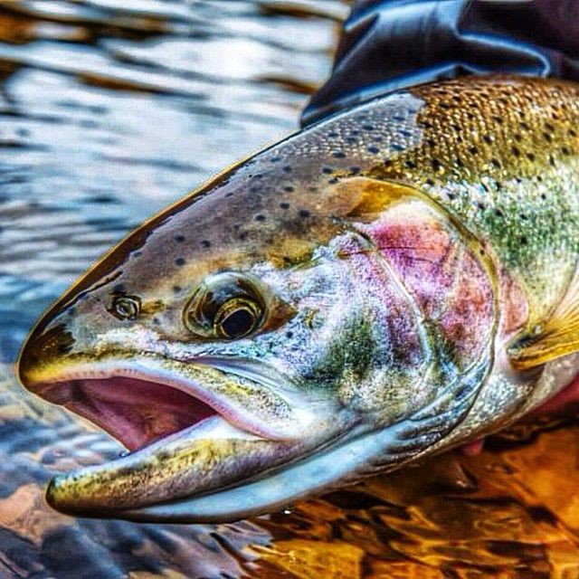 trout. For more fly fishing info follow and subscr...