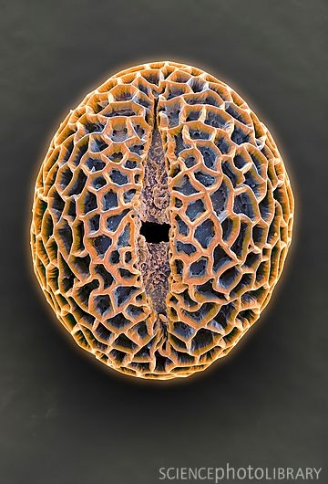 Leptoglossis lomana pollen grain.  NATURAL HISTORY...