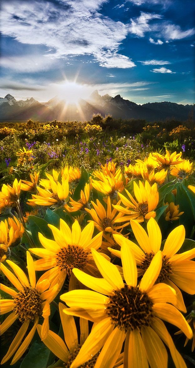 Amazing nature yellow flower field